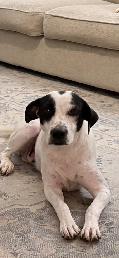 POPPY * - Pointer / Labrador Retriever for adoption in West Palm Beach