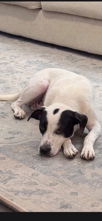 Poppy * - Photo 3