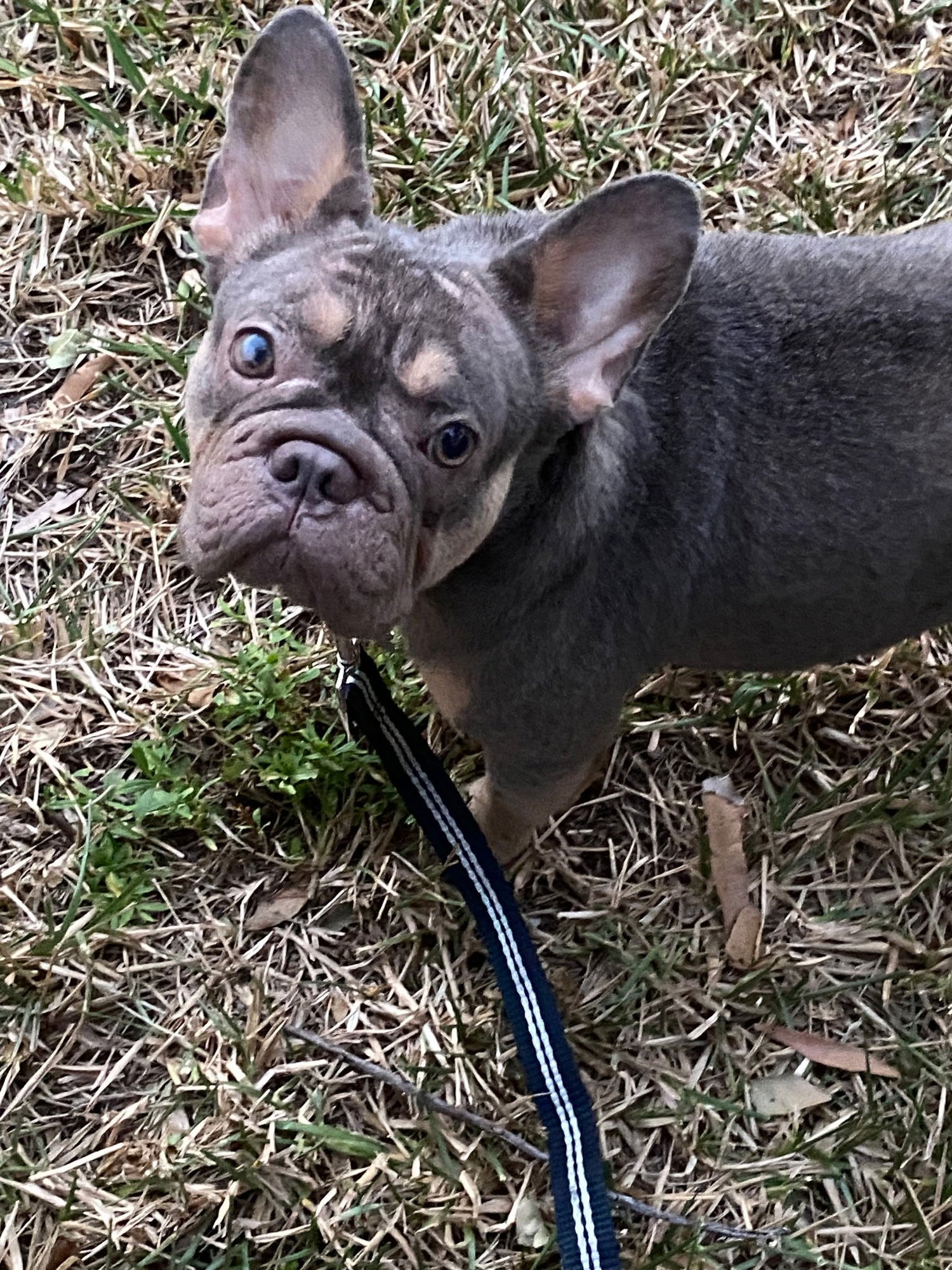 EMMA * - French Bulldog for adoption in West Palm Beach