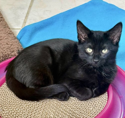 DASH * - Domestic Short Hair available for adoption