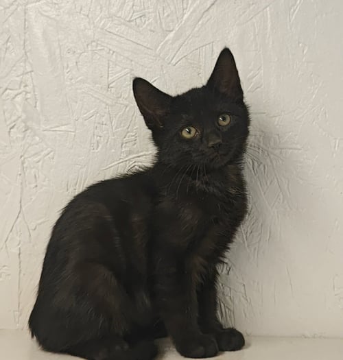 DASH * - Domestic Short Hair available for adoption