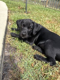 Elvis - Photo 1