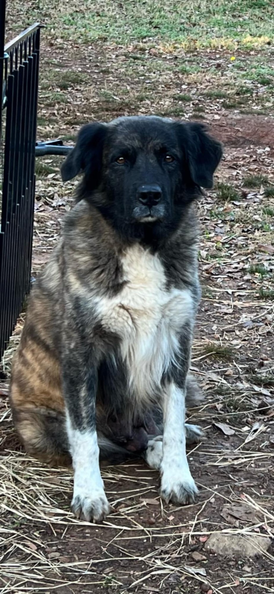 MISSY * - Anatolian Shepherd / Labrador Retriever for adoption in West Palm Beach