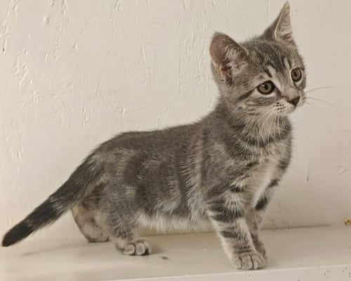 DAISY - Tabby available for adoption