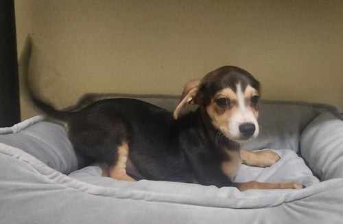 VINNY * - Dachshund available for adoption