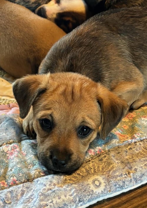FIEBI * - Dachshund / Black Mouth Cur available for adoption