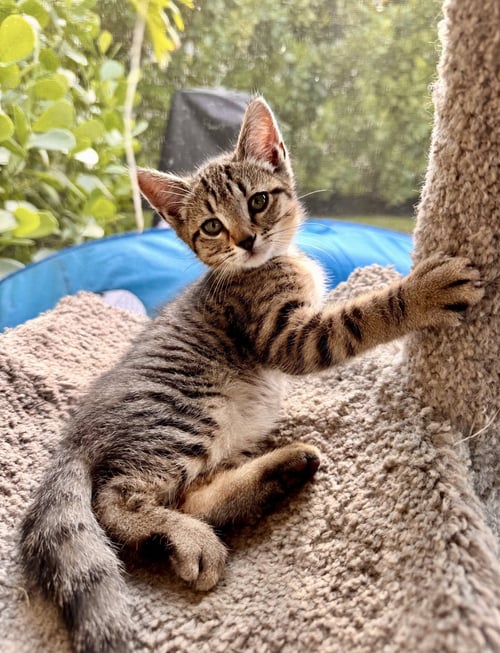 MUFFIN * - Tabby for adoption in West Palm Beach