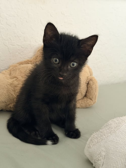 KUBODA * - Domestic Short Hair for adoption in West Palm Beach