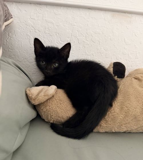 KUBODA * - Domestic Short Hair available for adoption