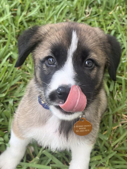SMOKEY * - Labrador Retriever available for adoption