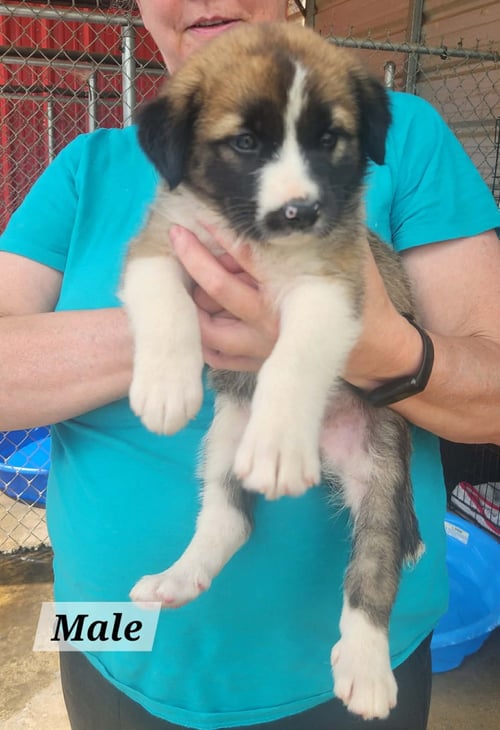 SMOKEY * - Labrador Retriever available for adoption