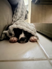 Smokey * - Photo 4