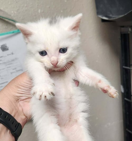 ZURI * - Domestic Short Hair available for adoption