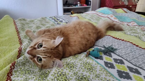 MS FABLE* - Domestic Long Hair / Tabby available for adoption