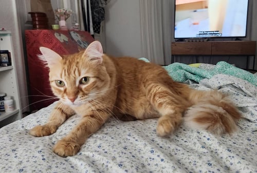 MS FABLE* - Domestic Long Hair / Tabby available for adoption