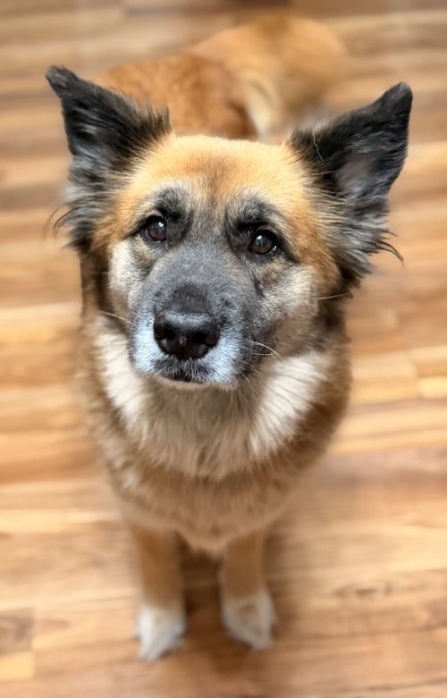 BEATRIX - Shepherd available for adoption
