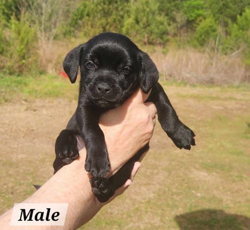 ERNIE * - Labrador Retriever available for adoption