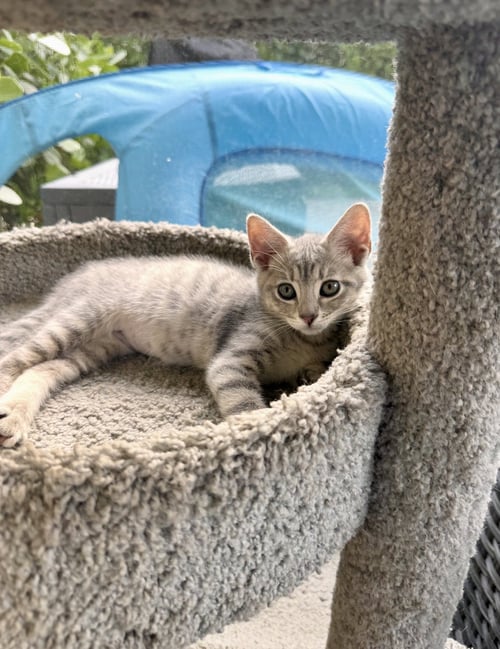MILLY * - Tabby for adoption in West Palm Beach