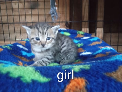 MILLY * - Tabby available for adoption
