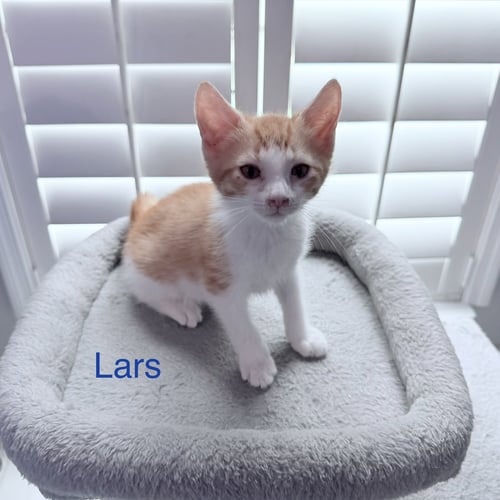 LARS - Domestic Short Hair / Tabby for adoption in West Palm Beach
