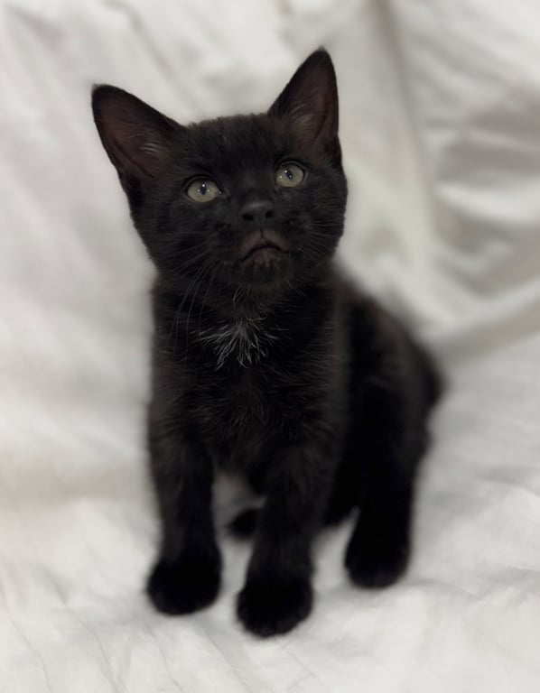 Onyx * Image