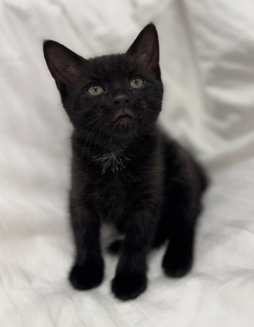 ONYX * - Domestic Short Hair for adoption in West Palm Beach