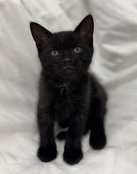 Onyx * - Photo 2