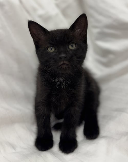 ONYX * - Domestic Short Hair available for adoption