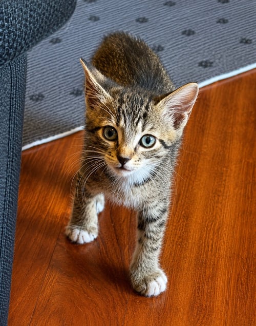 LUCA * - Tabby for adoption in West Palm Beach