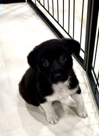Sable * - Photo 2