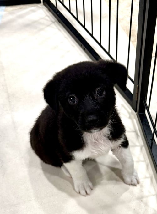 SABLE * - Labrador Retriever available for adoption