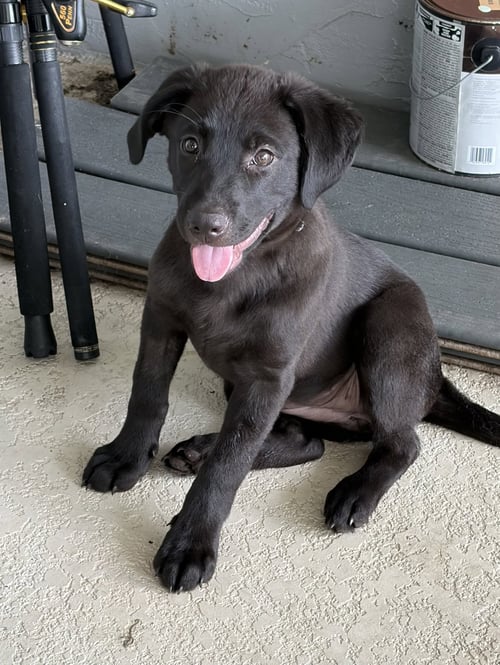 ELLIE * - Labrador Retriever available for adoption