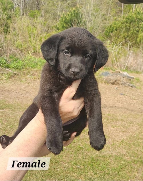 ELLIE * - Labrador Retriever available for adoption