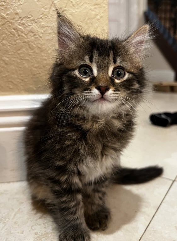 Penny * Image