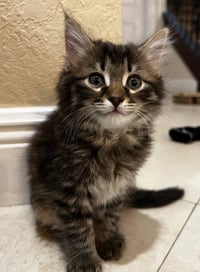 Penny * - Photo 1
