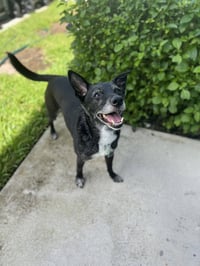 Shay * - Photo 3