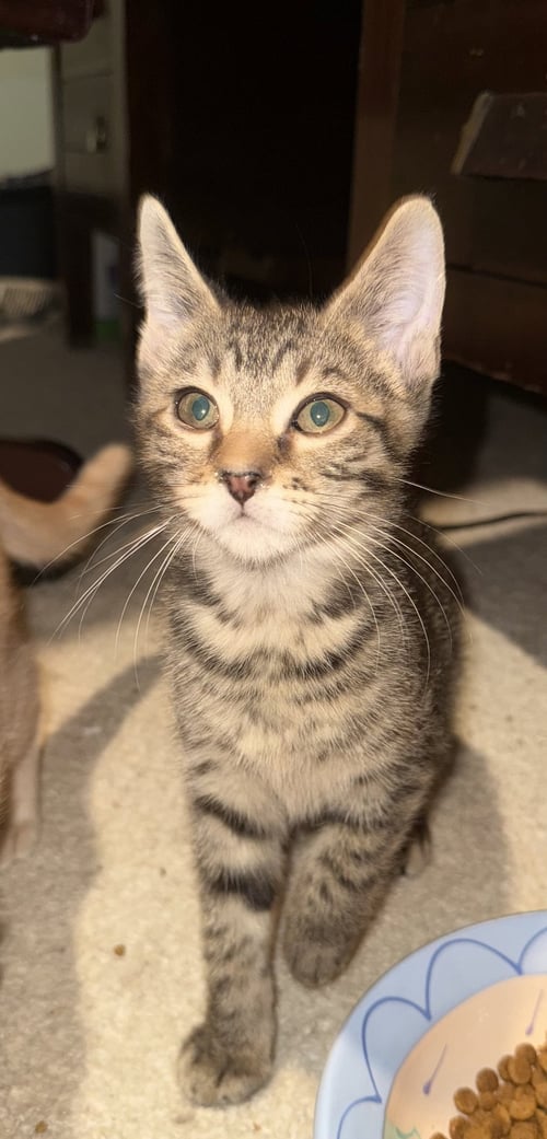 MACHIAVELLI * - Domestic Short Hair for adoption in West Palm Beach