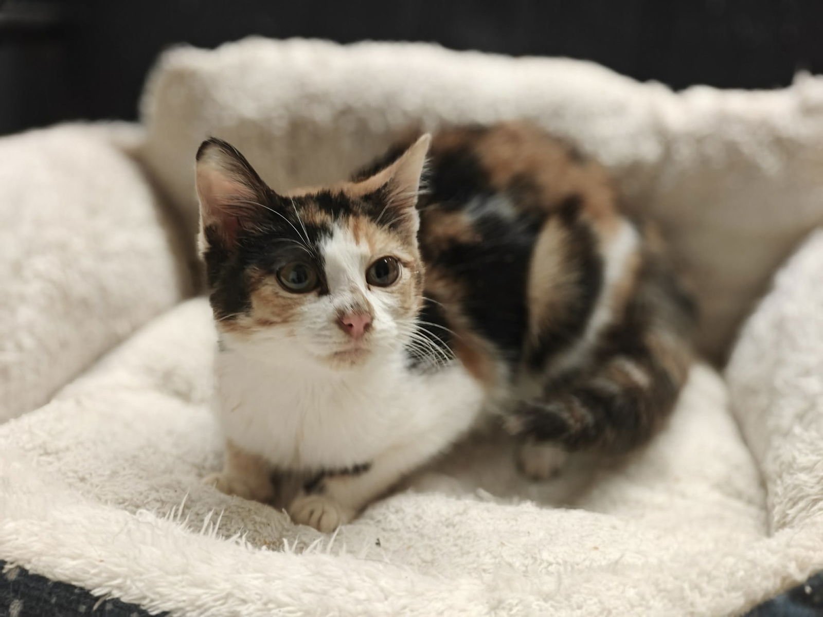 CHARM * - Calico available for adoption