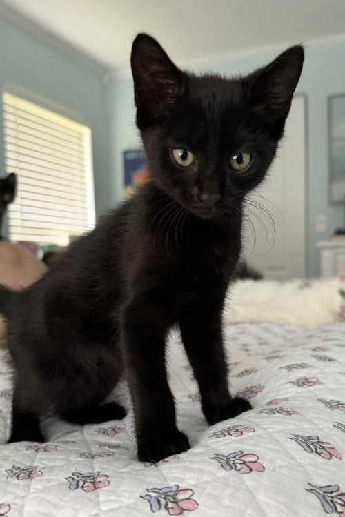 NEO * - Domestic Short Hair for adoption in West Palm Beach