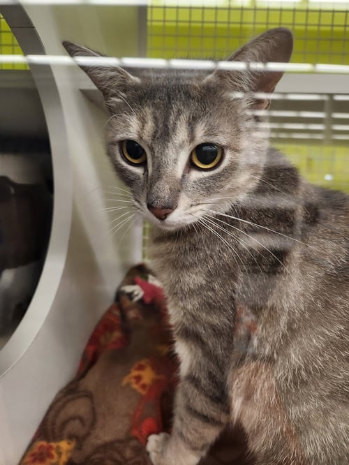 MERLOT * - Tabby for adoption in West Palm Beach