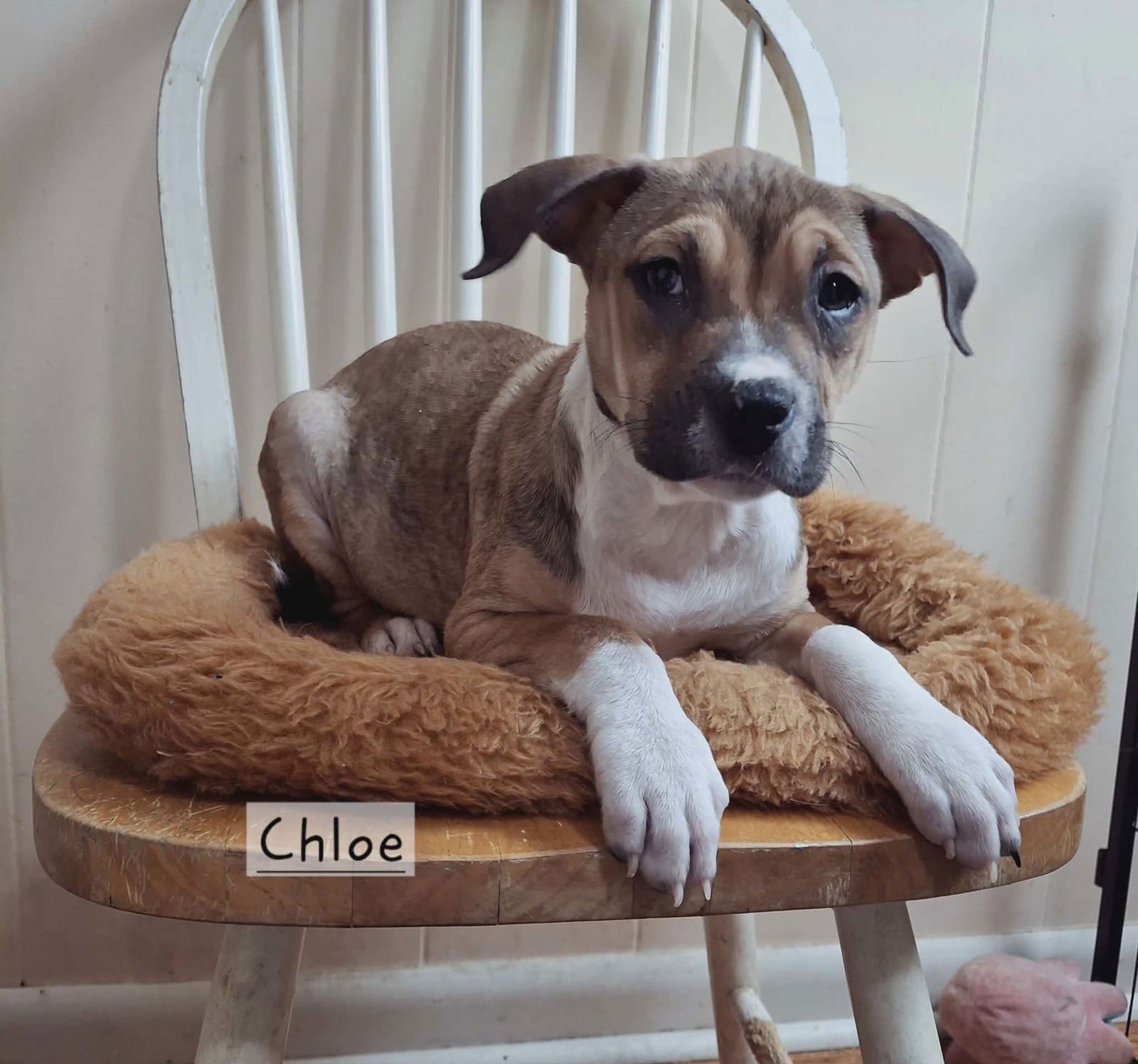 CHLOE * - Labrador Retriever / Terrier available for adoption