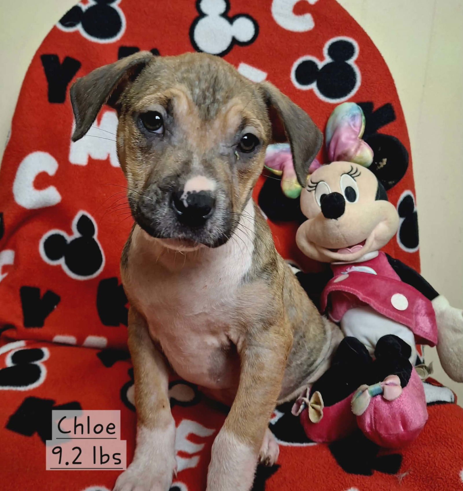 CHLOE * - Labrador Retriever / Terrier available for adoption