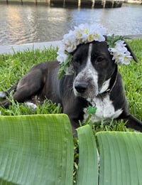 Lily Bahama Mama - Photo 3