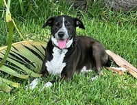 Lily Bahama Mama - Photo 2