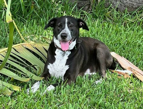LILY BAHAMA MAMA - Labrador Retriever / Pointer available for adoption