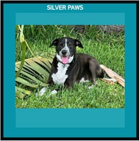 Lily Bahama Mama - Photo 1