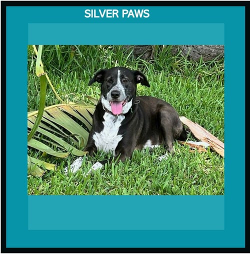 LILY BAHAMA MAMA - Labrador Retriever / Pointer available for adoption