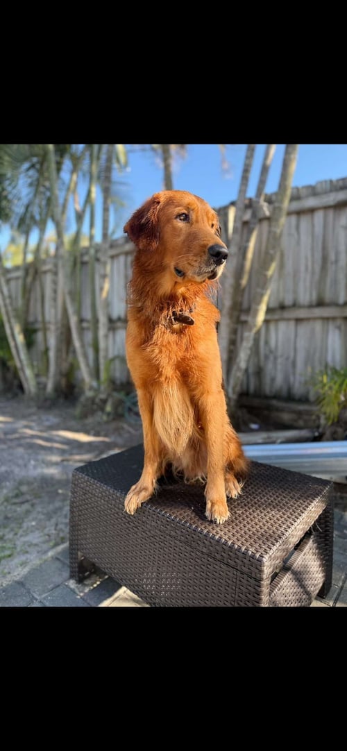 JACOB * - Golden Retriever available for adoption