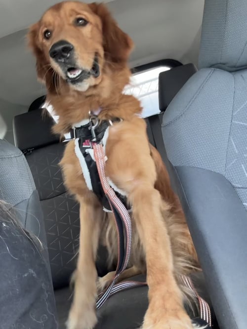 JACOB * - Golden Retriever available for adoption