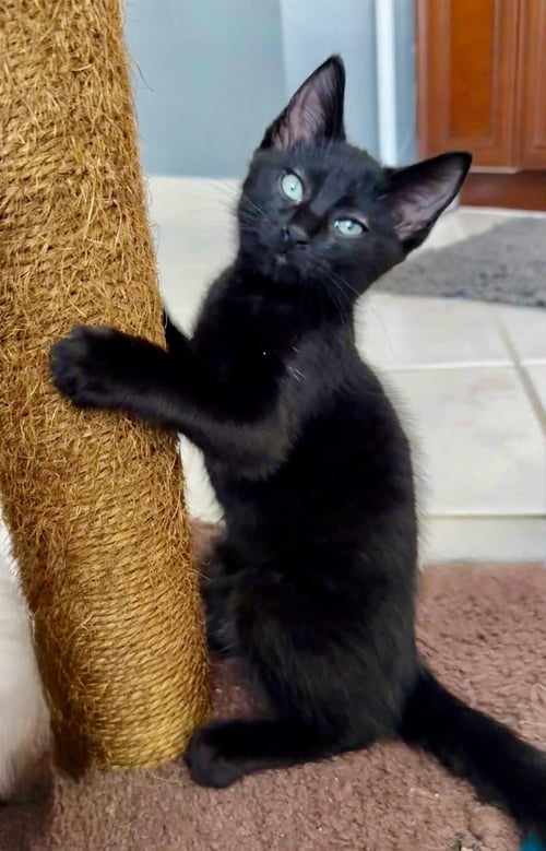 DAVEY* - Domestic Short Hair available for adoption